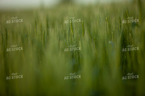 Wheat 2186