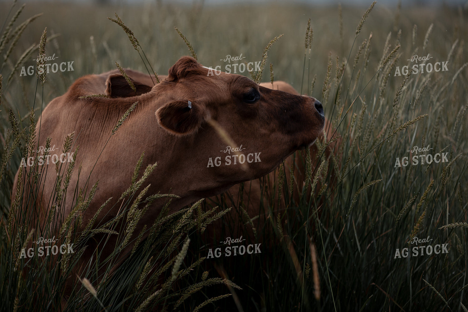 Cow Laying in Pasture 304074