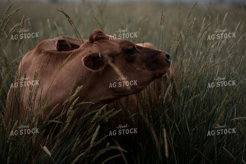 Cow Laying in Pasture 304074