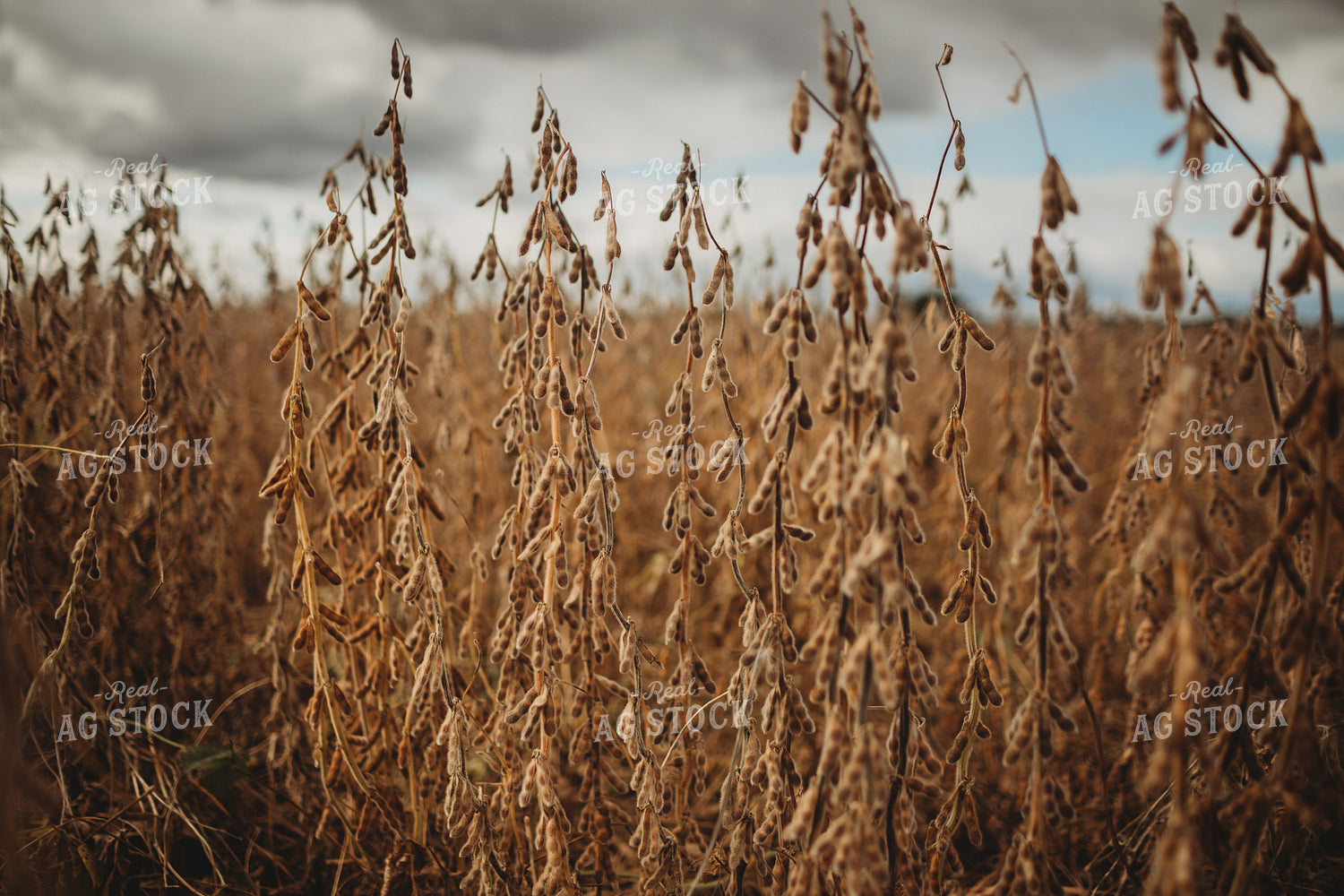 Dry Soybeans Under Cloudy Sky 3370