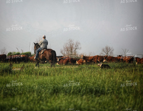 Rancher Herding Cattle on Horseback 210000