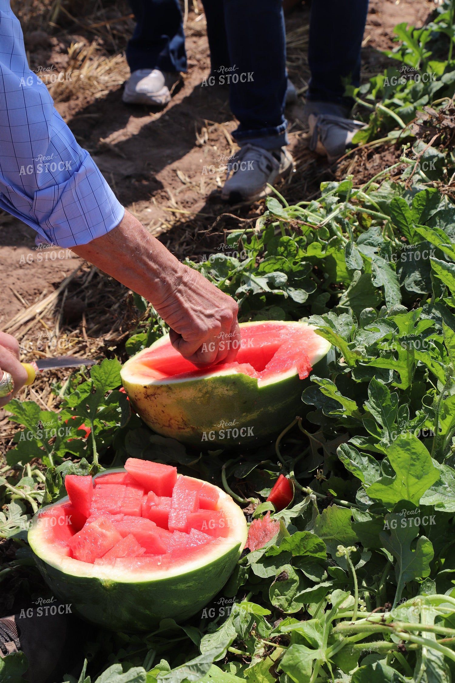 Watermelon Farm Tour 102082