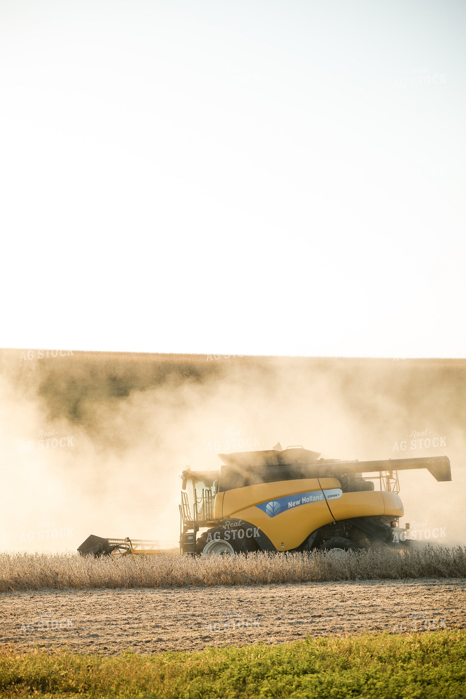 Soybean Harvest 215121