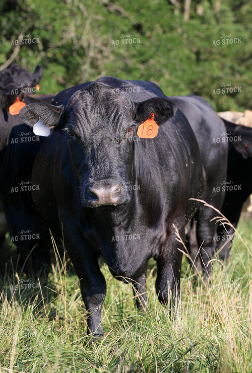 Black Angus Cattle on Pasture 182021