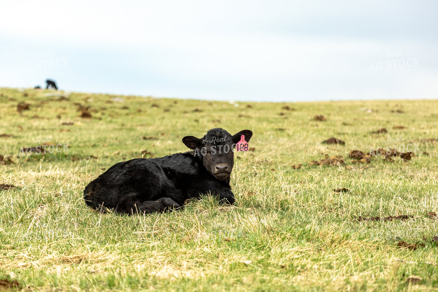 Black Angus Calf 155685