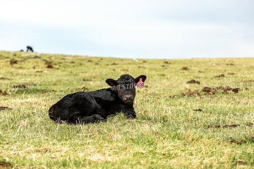 Black Angus Calf 155685