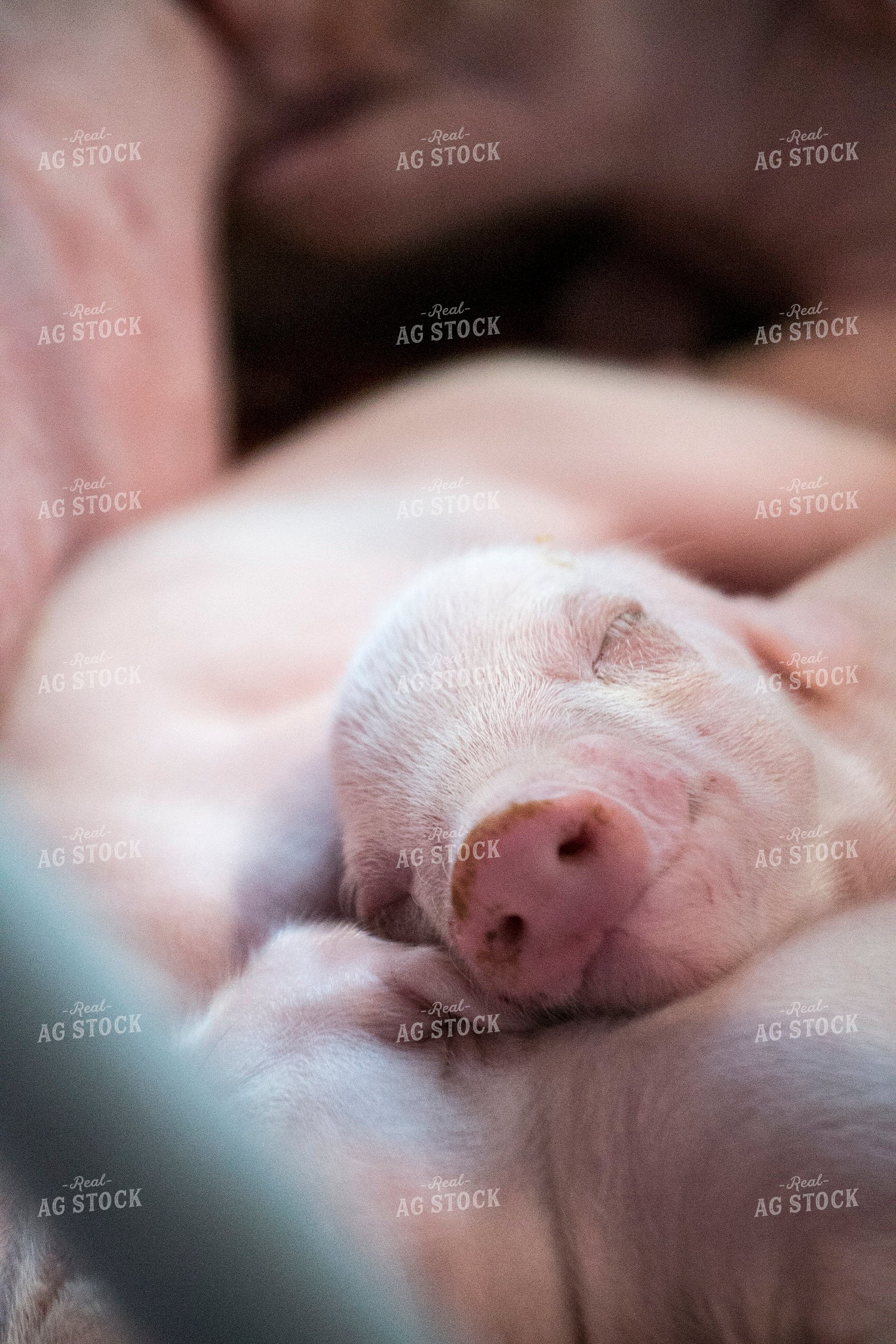 Piglet 197002