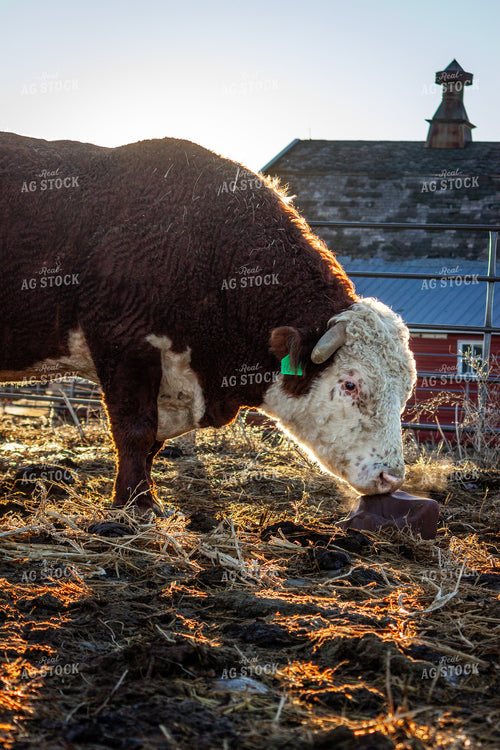 Hereford Bull Licking Salt Block 155102