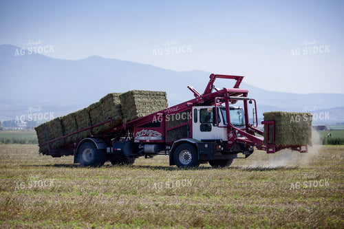 Picking Up Bales 81154
