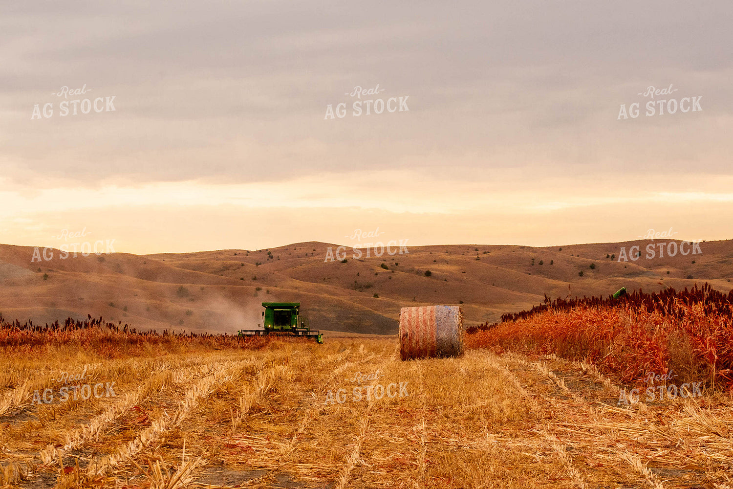 Sorghum Harvest 299070