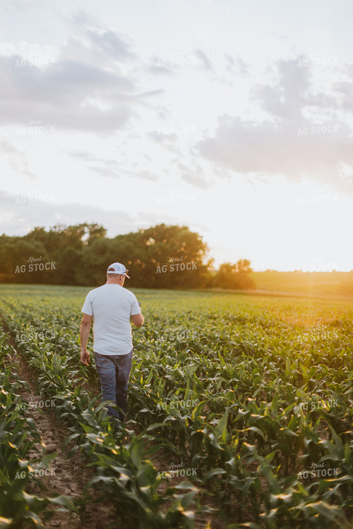Farmer Looking at Phone in Cornfield 8831