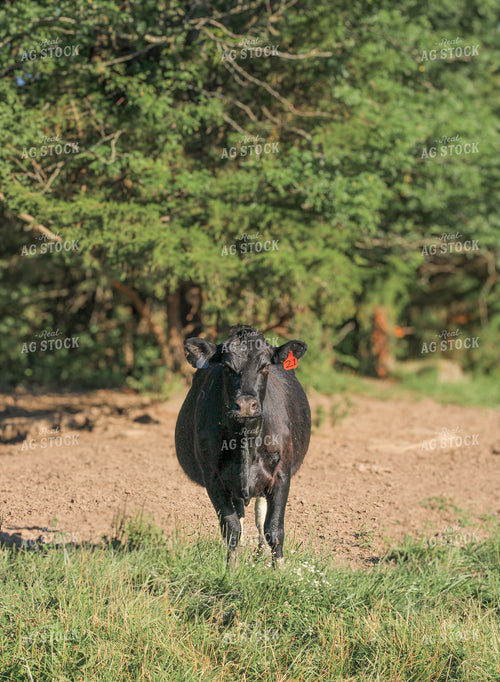 Black Angus Cattle on Pasture 182023