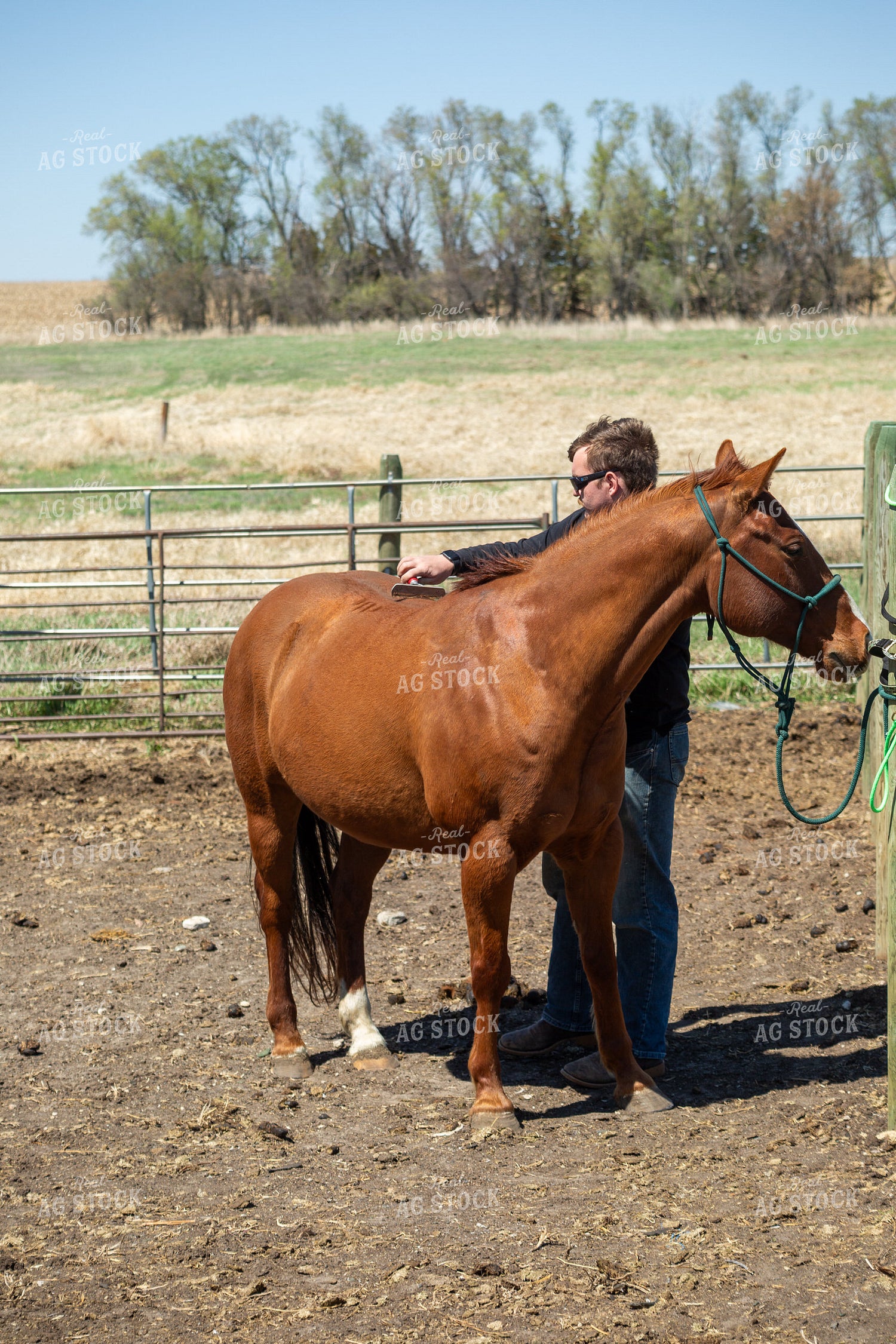 Farmer Grooming Horse 155600
