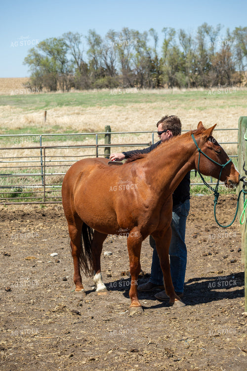 Farmer Grooming Horse 155600