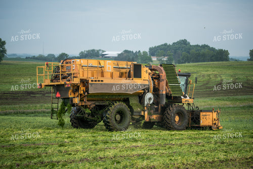 Harvesting Peas 76177