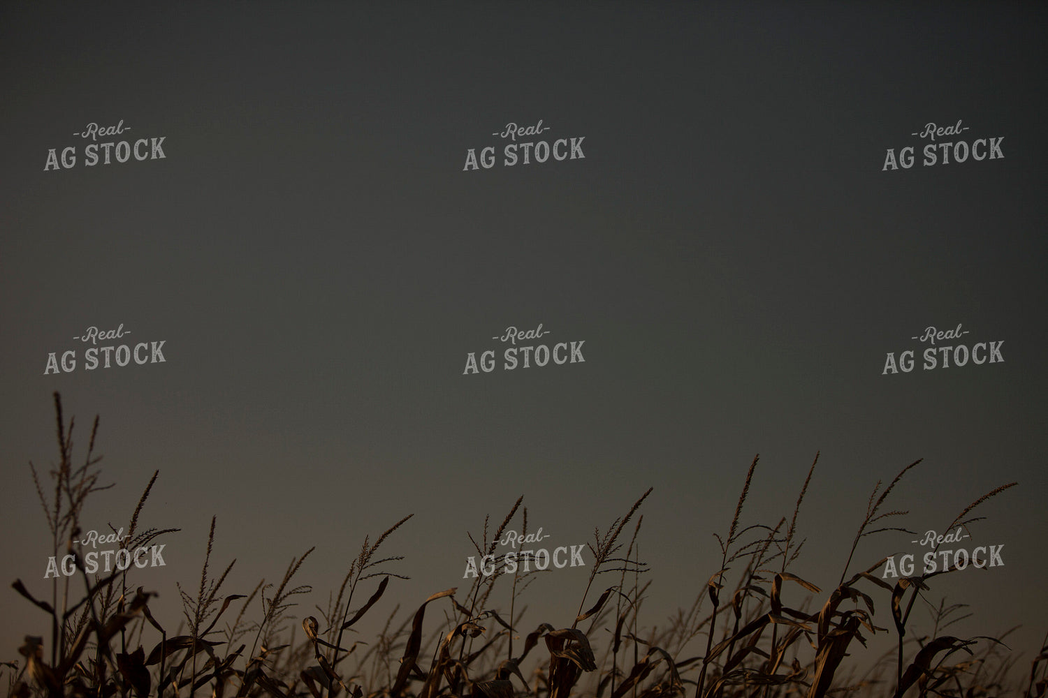 Corn - Dry 1336