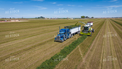 Forage Harvester Chopping Hay 56483