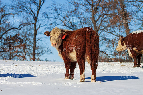 Hereford Cattle in Snow 150031