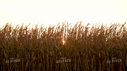 Dried Corn Blowing in the Wind - 563