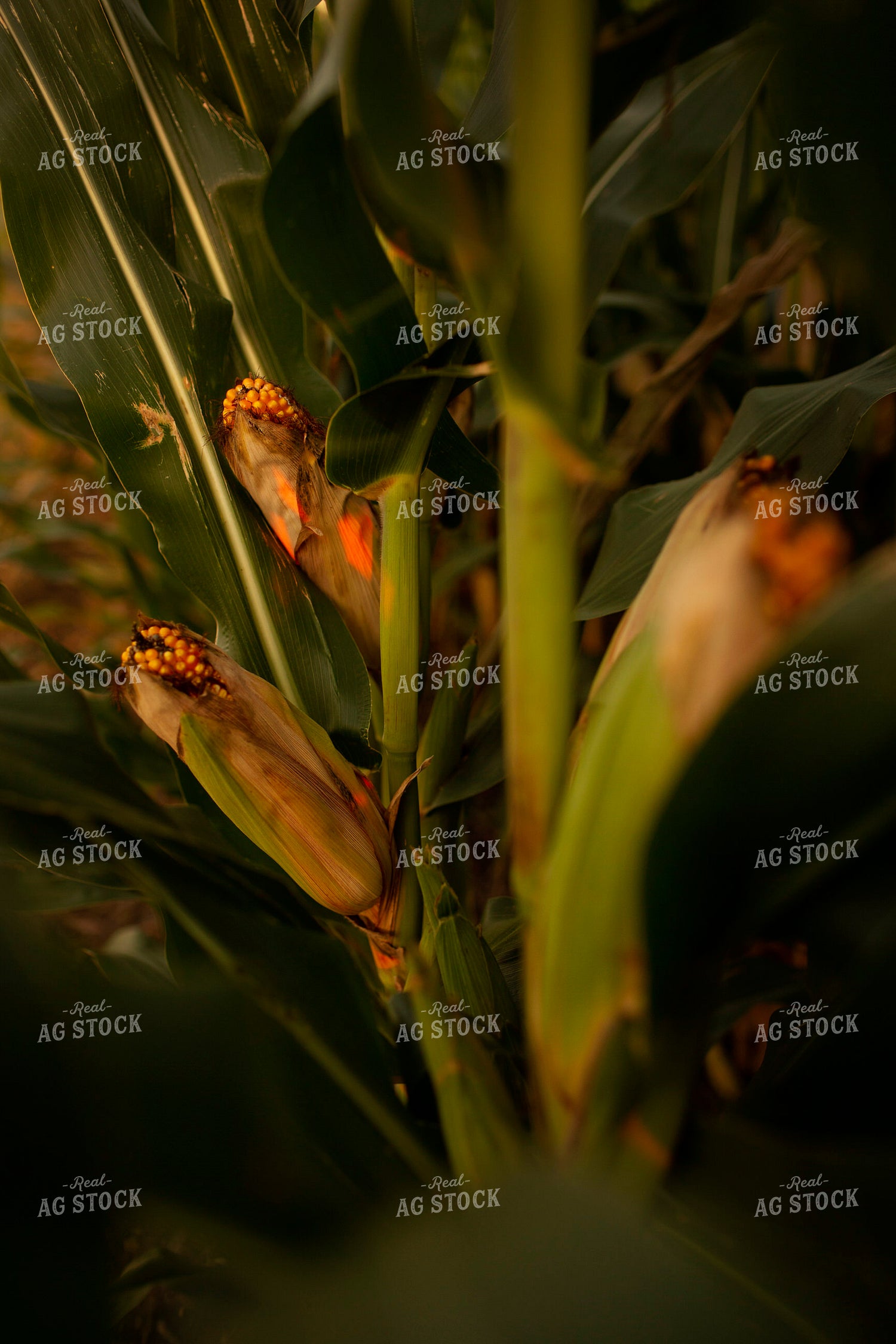 Corn - Mid-Season 2340