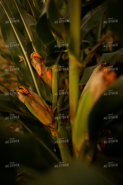 Corn - Mid-Season 2340