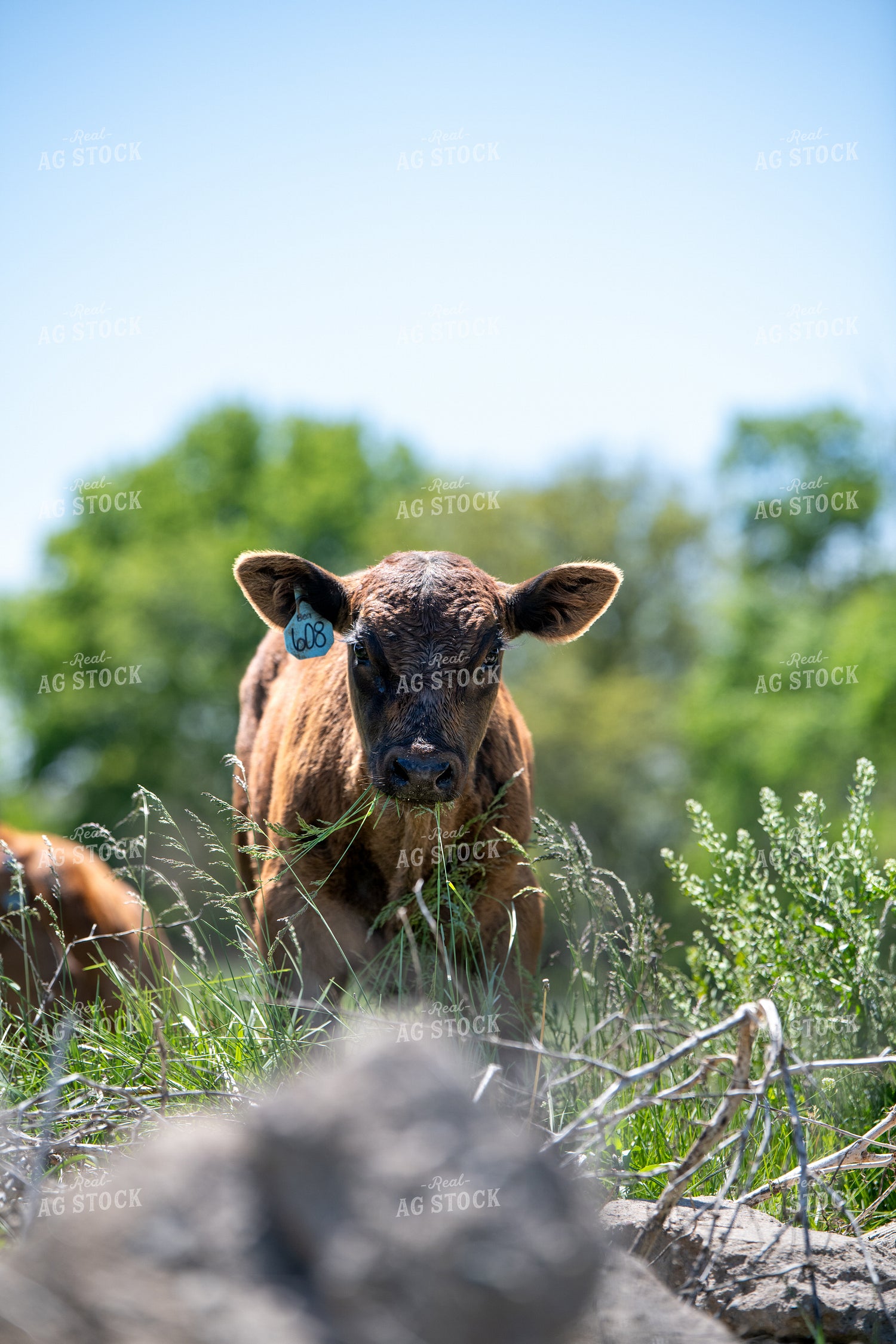 Calf on Pasture 193099