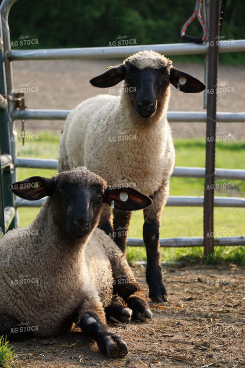 Sheep 194004