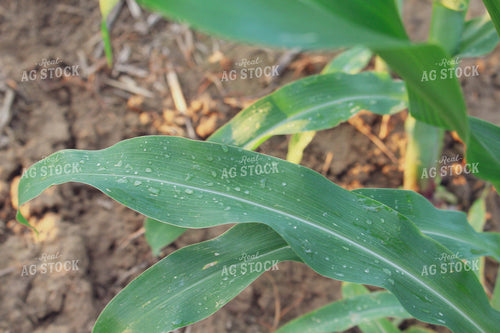 Mid-Season Corn with Dew 52031