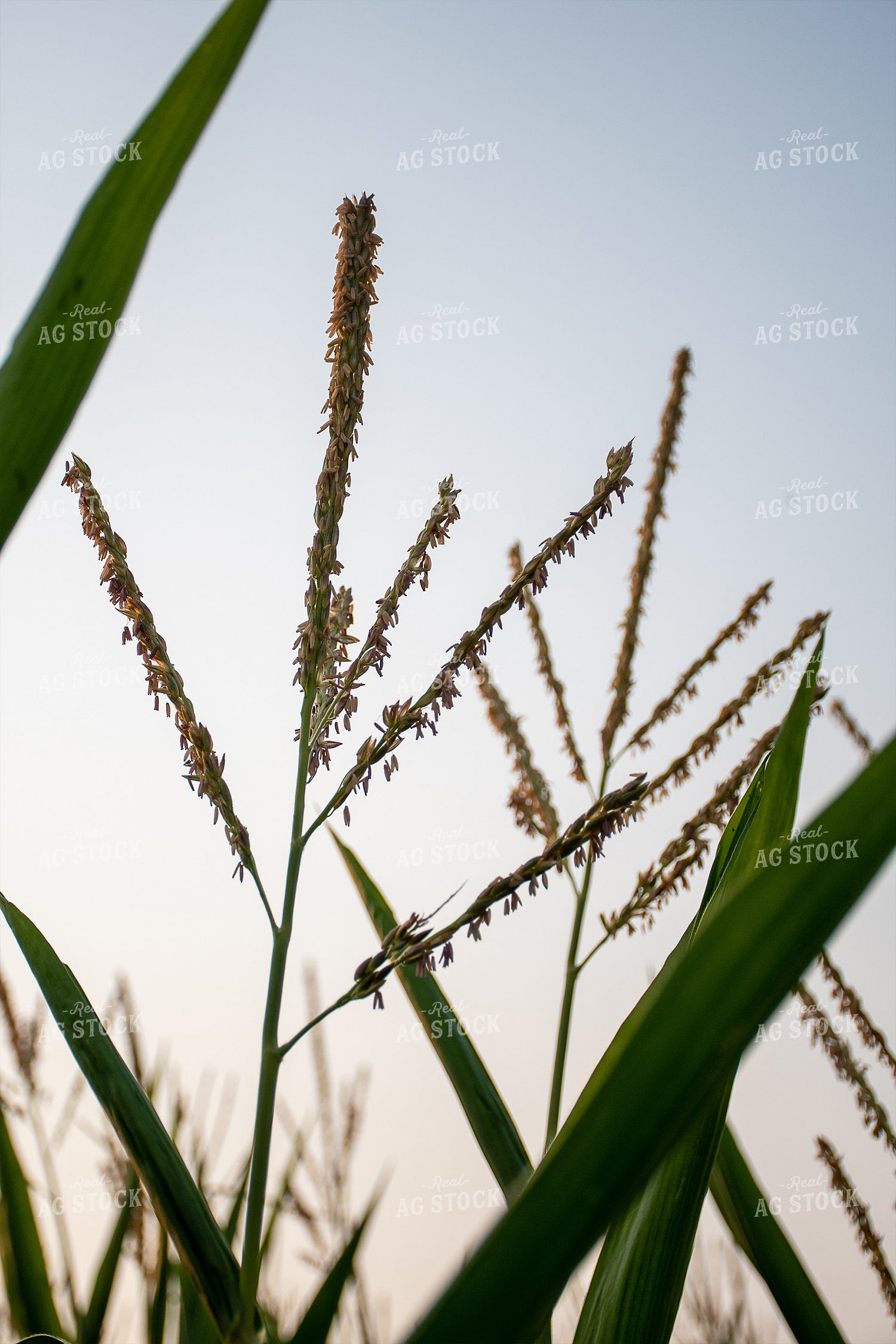 Corn Tassel Close Up 50129