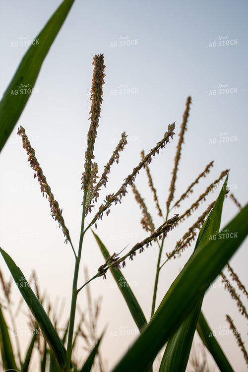 Corn Tassel Close Up 50129