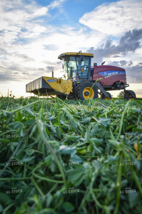 Cutting Alfalfa Hay  56340