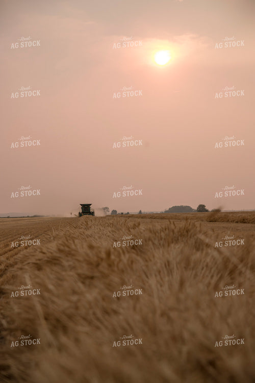 Wheat Harvest 135034