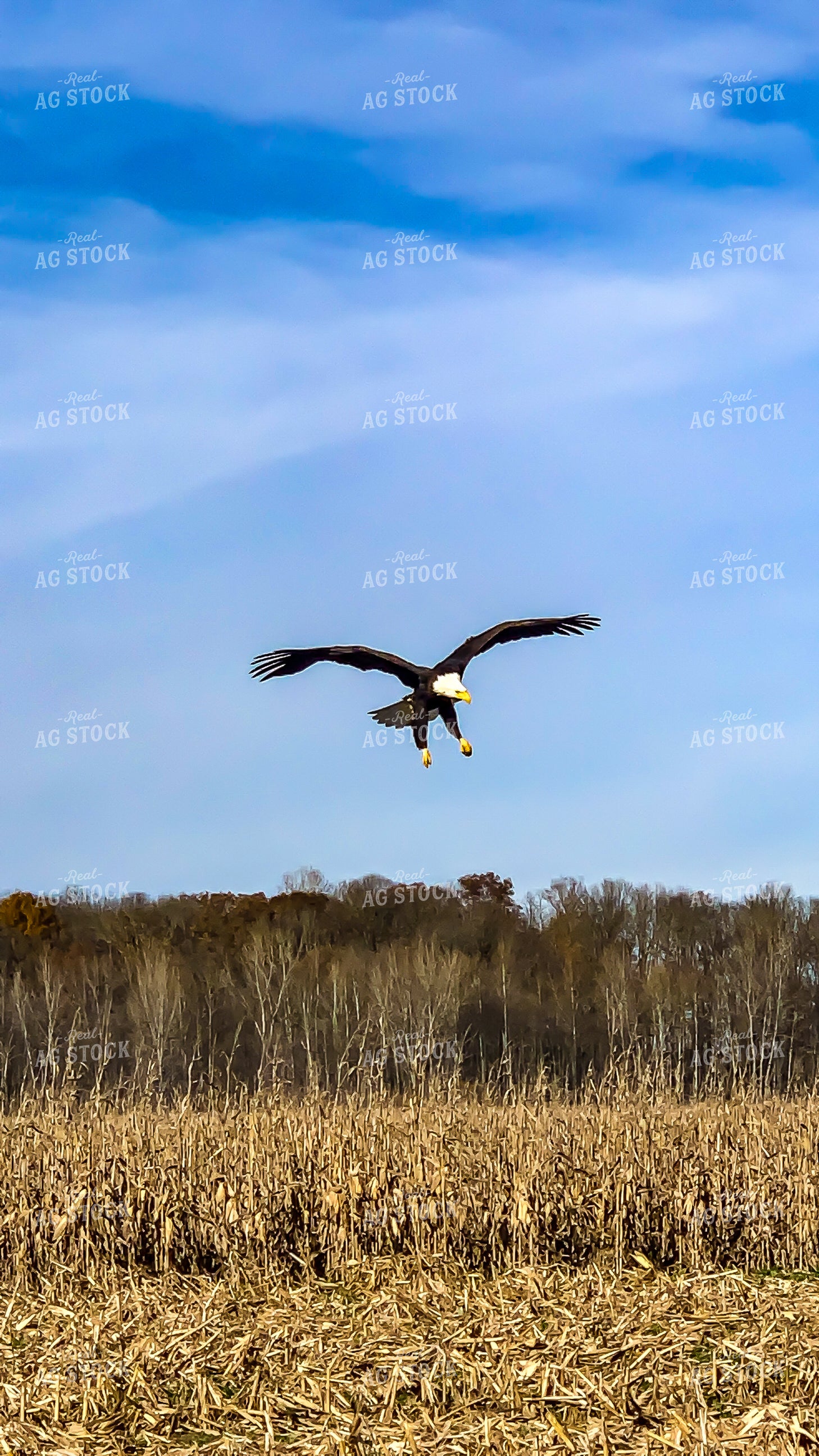 Bald Eagle Flying Over Corn Field 84072