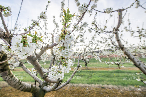 Apple Blossoms 270041