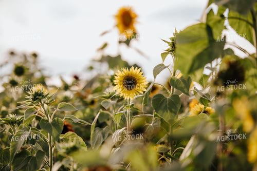 Sunflower Field 68120