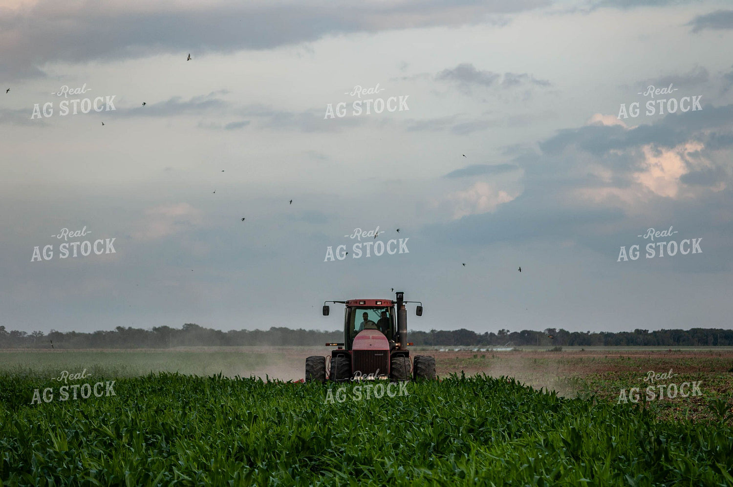 Tractor in Corn Field 59046