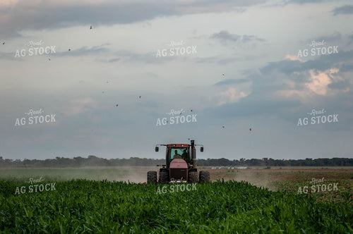 Tractor in Corn Field 59046