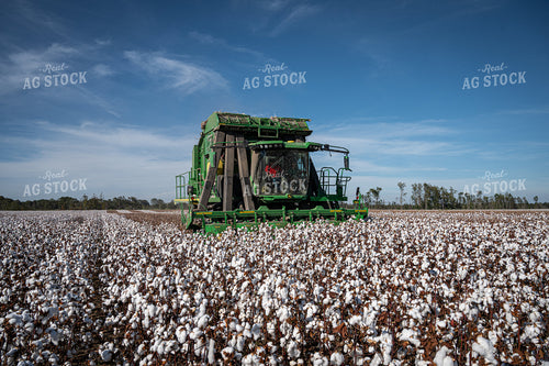 Cotton Harvest 149163