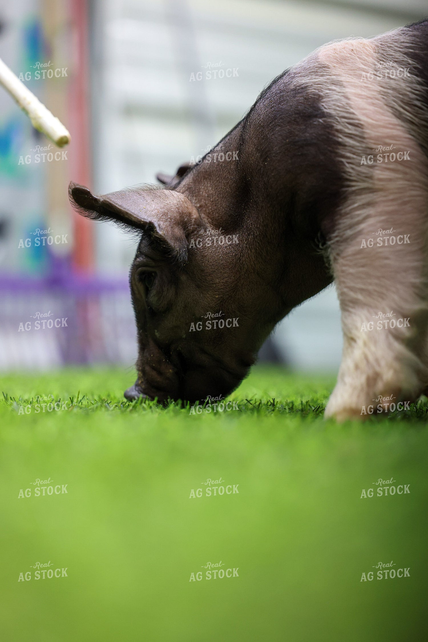 Show Pig 160378