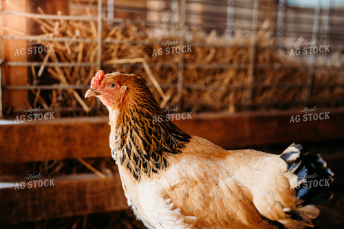Chicken 196280