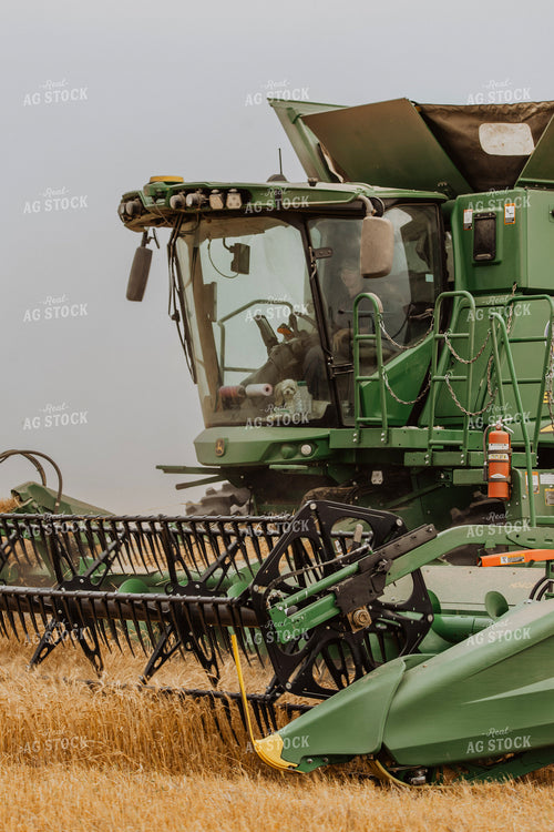 Wheat Harvest 187214