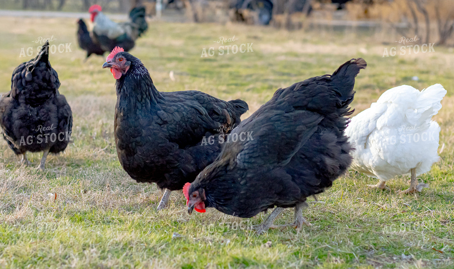Chicken 283018