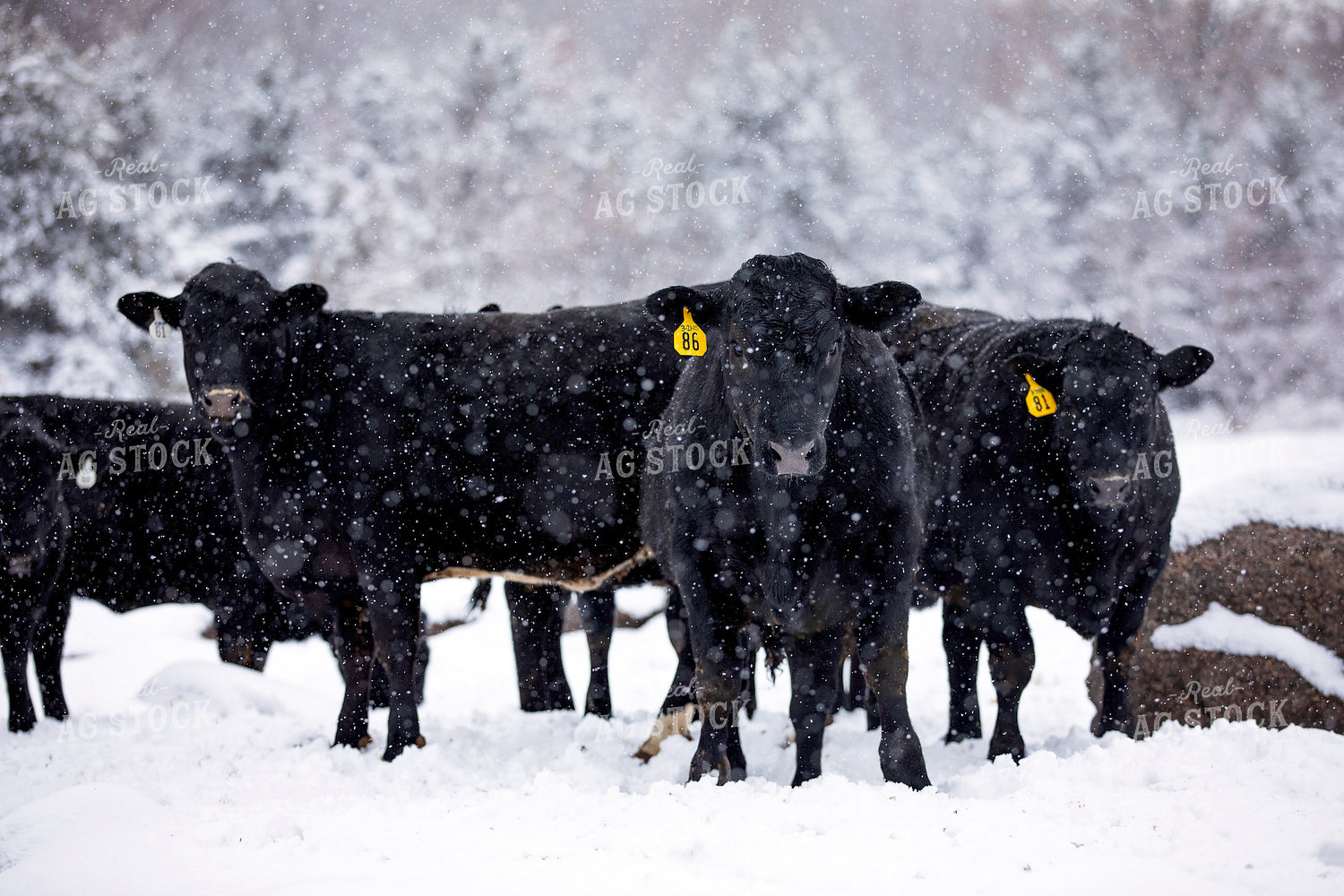 Black Angus Cattle in Snow 55409