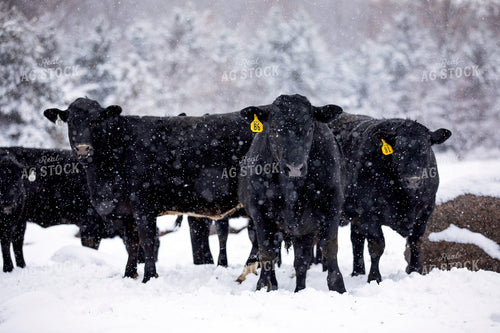 Black Angus Cattle in Snow 55409