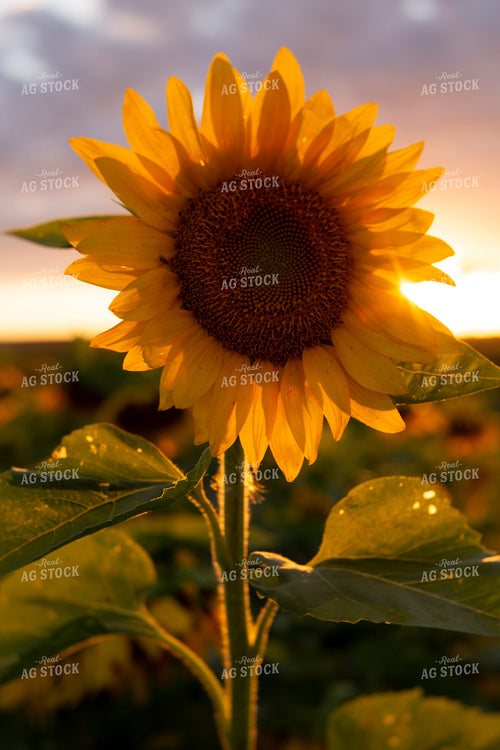 Sunflowers 2054
