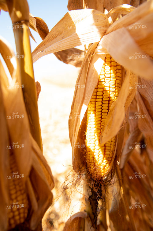Dried Corn Waiting to be Harvested on a Sunny Day 25891
