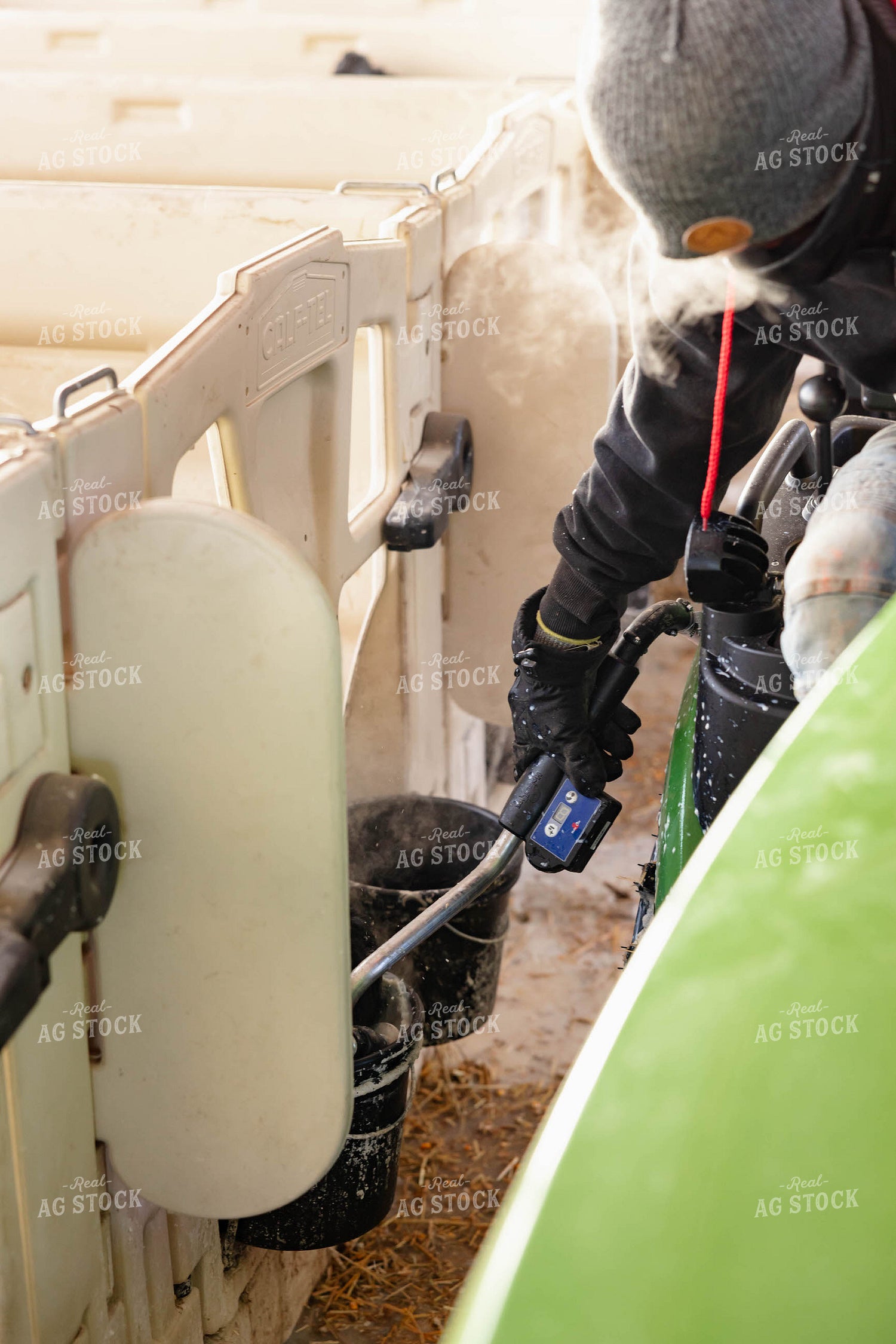 Feeding Holstein Calves in Barn 152417