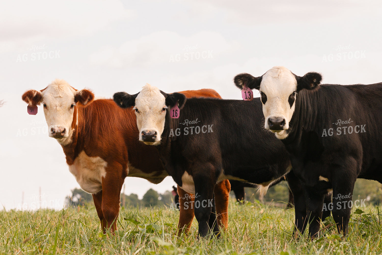 Hereford Show Cattle 52757