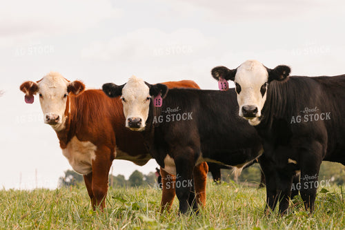 Hereford Show Cattle 52757