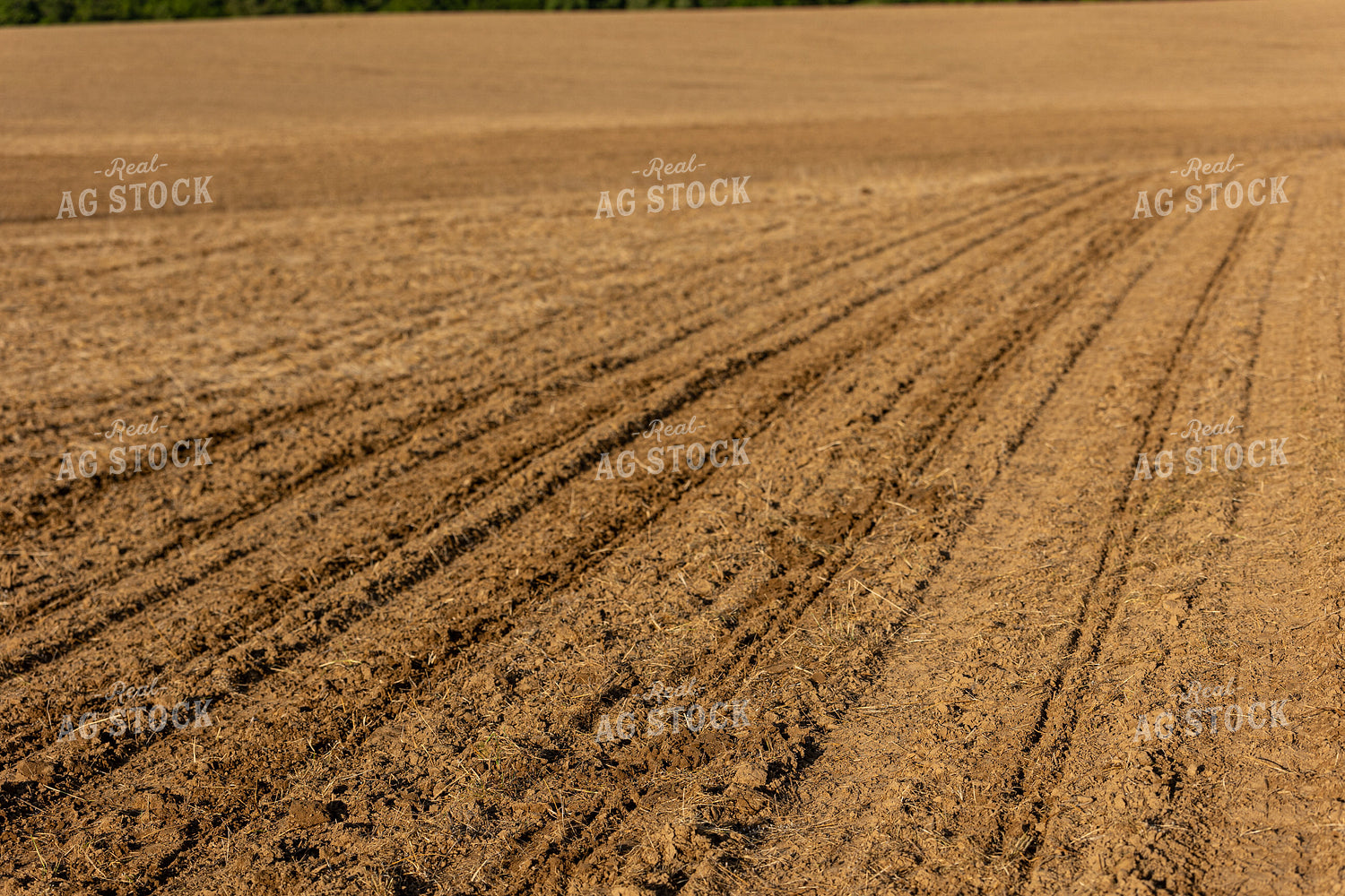 Just Planted Field 52384